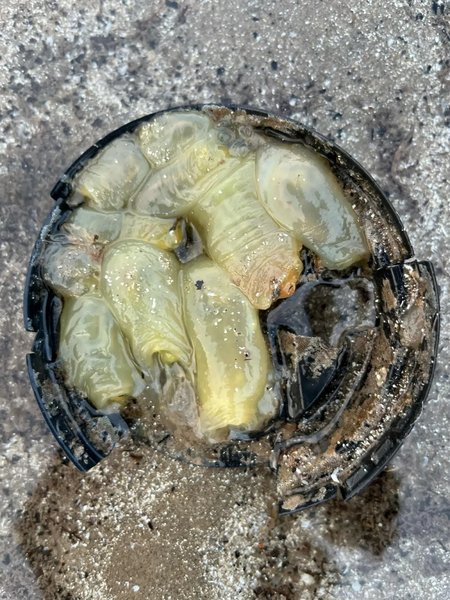 морские существа 1 морские существа